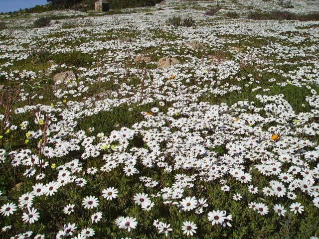Makarios B&B Langebaan Dış mekan fotoğraf